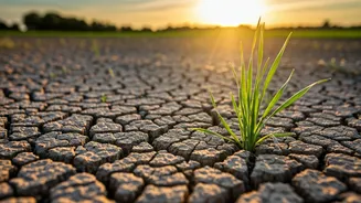 India's Nutrition Crisis: A Deep Dive into Malnutrition's Roots