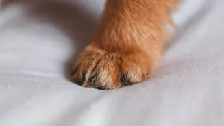 Keep your dog's paws clean with these easy tips