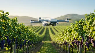 Nashik Vineyard Farmers Save Grape Crops With Early AI Drone Disease Scans
