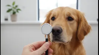 Pet Diet Advice Should Come From Qualified Professionals When Needs Are Complex
