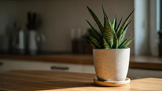 Countertop Plants Are The Freshest Home Upgrade