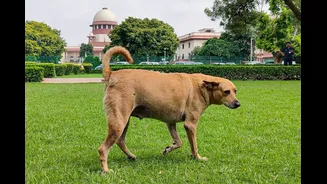 'What About Cruelty Towards Humans?' Supreme Court Says Stray Dog Menace Hit India's Image
