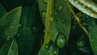 How Humidity And Damp Materials Can Change Your Home's Smell