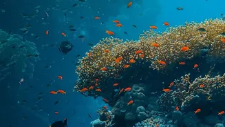 The New Ocean Iron Study Offers A Closer Look At Ecosystem Risks