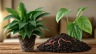 Give Indoor Foliage Extreme Monsoon Growth Boosts Using Organic Vermicompost