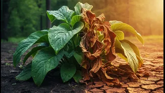 Rainfall Anomalies Help Plants, But Unusually Warm Conditions Pull Productivity Down