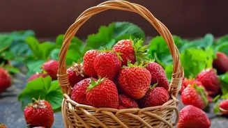 Some Mahabaleshwar Farmers Use Agritourism to Earn More From Strawberries