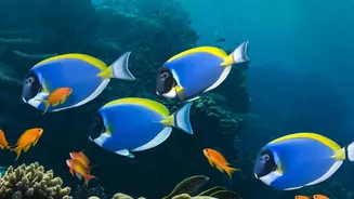 Sustainable Travel Guidelines In Lakshadweep Safeguard Vulnerable Marine Habitats Against Tourism Pressure Surges