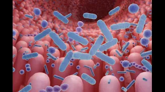 Perda de microbiota muda células que protegem o intestino. Entenda