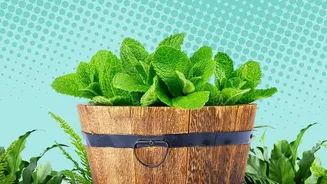 How To Grow Lush Coriander And Mint In Small Windowsill Pots With Basic Care Hacks