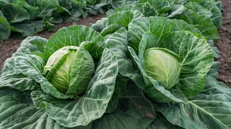 Cabbage isn't just for salad; it's also joint pain remedy