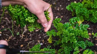 Micro-Green Harvesting Setups On Windowsill Trays Offer Indoor Gardeners High Return Nutritional Crop Production
