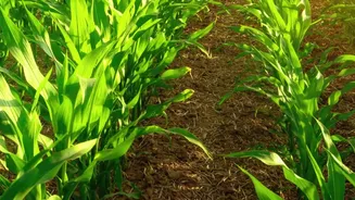 What Could Happen To Indian Crops If El Niño Intensifies