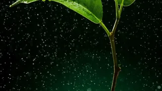 India's Monsoon Rainfall Gaps Explained For Kharif Farmers