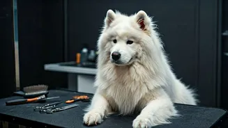 Dog Grooming Gets A Monsoon Reality Check
