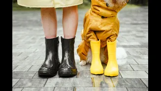 How to Care for Pets During the Indian Monsoon