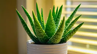 Indoor Plants Still Matter Even If Air Quality Benefits Are Modest