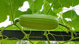 Grow Bottle Gourd on Your Balcony in 5 Steps