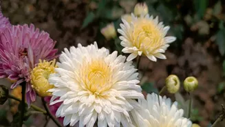 Best Flowers to Plant After Monsoon for Autumn Blooms