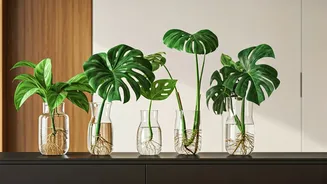 No-Mud Plants Are The New Urban Home Upgrade