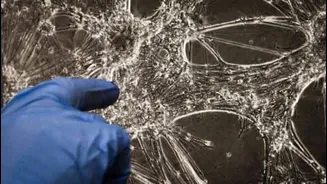 Lab-grown human neurons play 'Doom' on CL1 chip in Australia