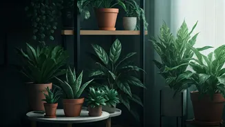 Monsoon Flats Need Practical Indoor Greenery Now