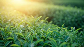 Organic Tea Plantation Tours Highlight New Sri Lanka Cultural Trends