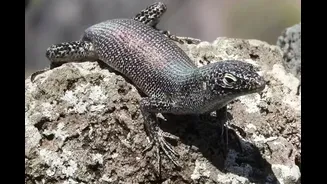 A evolução do lagarto que só existe em Fernando de Noronha