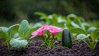 Monsoon Gardening Starts With These Plants
