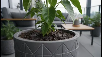 Covered Balconies Still Need Soil Checks Because Rain Reaches Pots Unevenly
