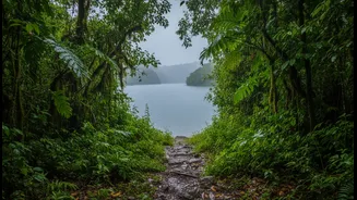 Why Maharashtra Dense Monsoon Canopy Hides Unbelievable Lakeside Trails Free From Massive Crowds