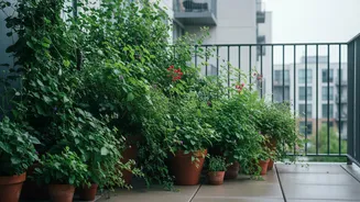 Monsoon Growth Spurts Can Leave Balcony Plants Too Crowded