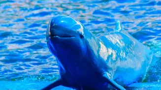 Vikramshila Links Bihar Travel with Gangetic Dolphin Conservation