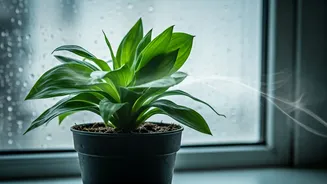 Rainy Days Need Less Water, More Airflow