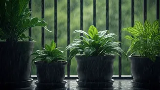 Houseplants Love Rain, But Balconies Have Other Plans