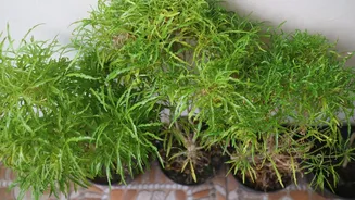 Árvore-da-felicidade: como cultivar a planta que atrai prosperidade e renova a decoração interna
