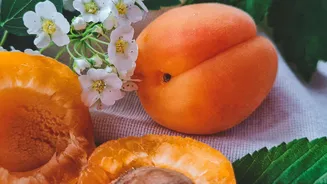 Apricot or Avocado: Which fruit is better for you?