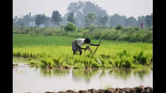 El Niño Threatens Odisha Agriculture Ahead of 2026 Monsoon