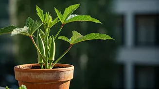 Bhindi Is The Vegetable Your Balcony Can Handle