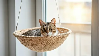 Window Mounted Sisal Hanging Beds Are Trending For Cats