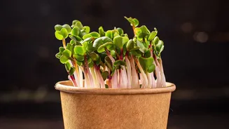 How Urban Dwellers Harvest Fresh Micro-Greens From Windowsill Trays To Upgrade Daily Meal Nutrition