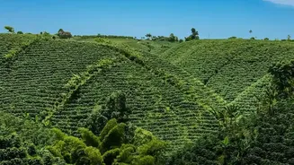 India's Indigenous Strawberry Project: The Meaning of the Current Development