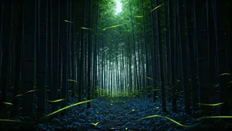 Catch Rare Bioluminescent Fireflies In Bamboo Groves Of Southern Hills