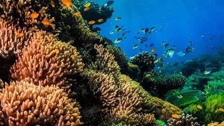 How Responsible Tourists Help Protect Lakshadweep Marine Life By Adhering To Sustainable Travel Standards
