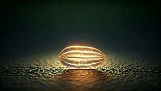 India's 'Designer Rice': A Protein-Rich, Low-GI Grain Revolution for Diabetes Management