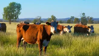 How Indian Dairy Farms Can Prepare For Hotter And More Humid Conditions