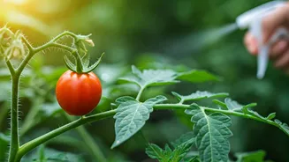 Balcony Gardeners Use Organic Neem Oil For Healthy Tomato Plants