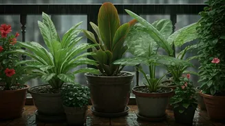 Small Balconies Need Smarter Monsoon Planting Now