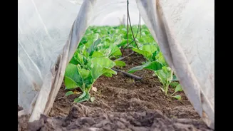 Hailstorm and Microtornado Risks to Crops Highlighted