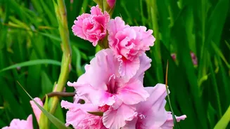 Ladakh's Twin Gardens Bring Liliums, Gladiolus And Tourism Together